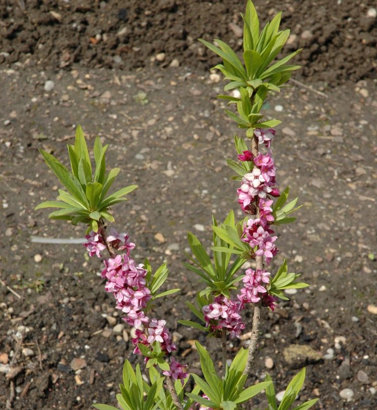 Gartenführung an Christi Himmelfahrt