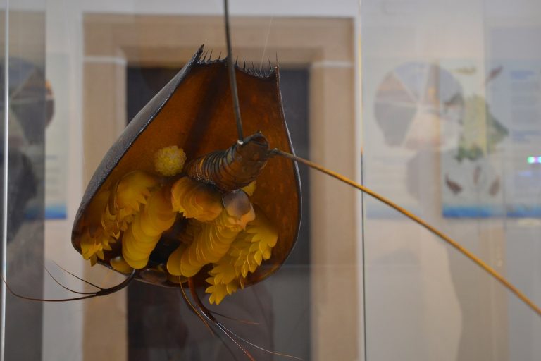 Vom Yps-Heft ins Jura-Museum