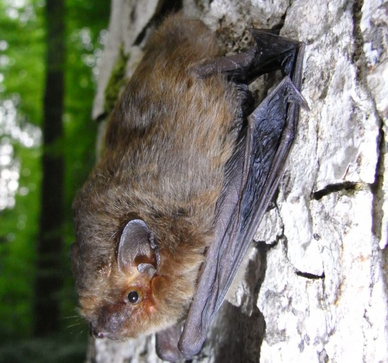 Fledermaus-Exkursion mit Bat-Detektoren