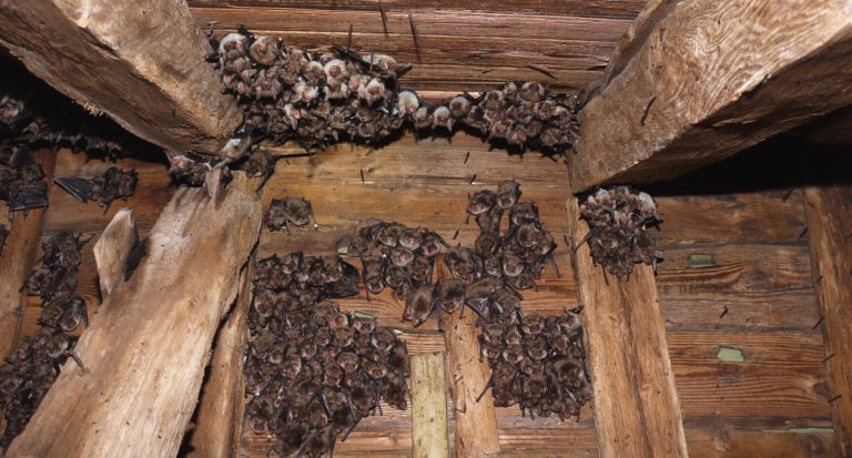 BatNight im Landratsamt