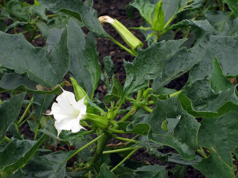 Gartenführung “(Un)reines Bier”
