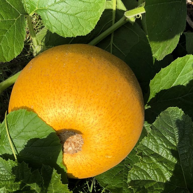 Führung im Arzneipflanzengarten zu Erntedank
