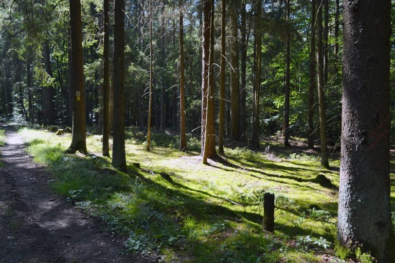 Revierführung: Niederwildhege und Artenschutz in der Praxis