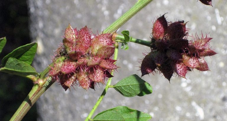 Gartenvisite: Was blüht denn da?